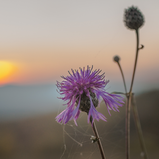 🌙 Micro Essay:  The Dangerous Art of Loving Again